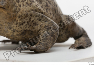 Toad  2 Bufo bufo leg 0001.jpg